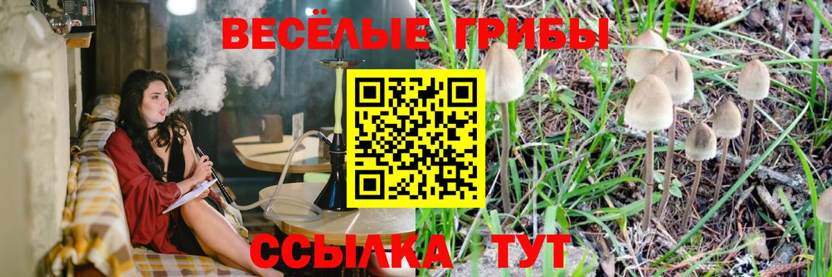 Псилоцибиновые грибы Psilocybe  Псилоцибиновые грибы прущие грибы  Симферополь  Вход с VPN 